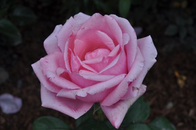 Хэлена - Розы - 60 фото
