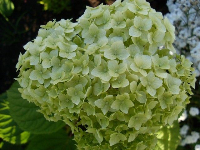 Разные кустарники - Страница 12 Dm-IAJS