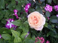 Розы цветут - Страница 11 Dt-3DV5