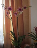 Орхидеи - Страница 3 Dt-5SNH