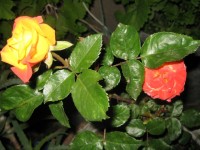 Розы цветут - Страница 12 Dt-72K3