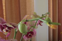 Орхидеи - Страница 3 Dt-7JBN