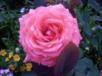 Розы цветут - Страница 11 Dt-7N3A