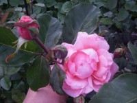 Розы цветут - Страница 2 Dt-8PGM
