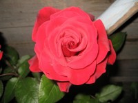 Розы цветут - Страница 12 Dt-9MZQ