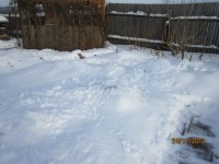 Зима в саду Dt-AQP4