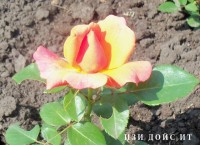 Розы цветут - Страница 30 Dt-AZA6