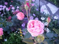 Розы цветут - Страница 11 Dt-D3BV
