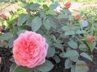 Розы цветут - Страница 20 Dt-E5CG