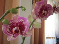 Орхидеи - Страница 3 Dt-F5PA