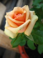 Розы цветут - Страница 12 Dt-J3KP