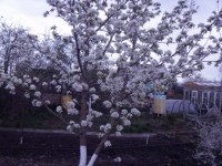 Расцветали яблони и груши... Dt-JVD9