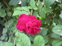Розы цветут - Страница 22 Dt-KBRO