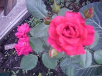 Розы цветут - Страница 2 Dt-KKI4