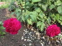 Розы цветут - Страница 22 Dt-M6CE