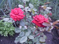 Розы цветут - Страница 2 Dt-MH03AT2Y