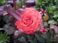 Розы цветут - Страница 12 Dt-O5R8
