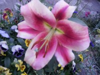 Лилии цветут - Страница 31 Dt-PD46