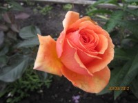 Розы цветут - Страница 3 Dt-VK4V