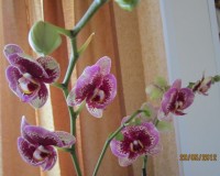 Орхидеи - Страница 3 Dt-VKW0