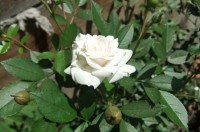 Розы цветут - Страница 20 Dt-WC1C