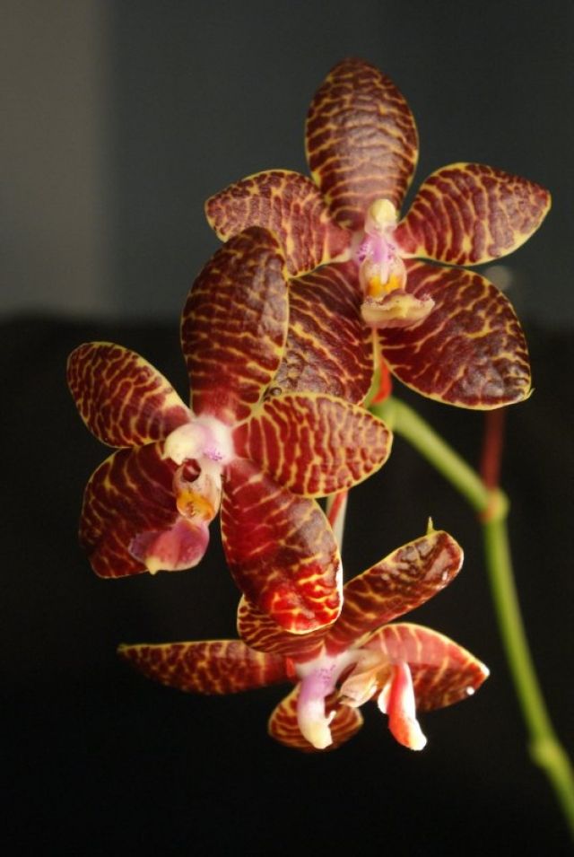 Ред п. Phal Red Jaguar. Фаленопсис Red Jaguar. Фаленопсис Jaguar. Фаленопсис ред Ягуар.