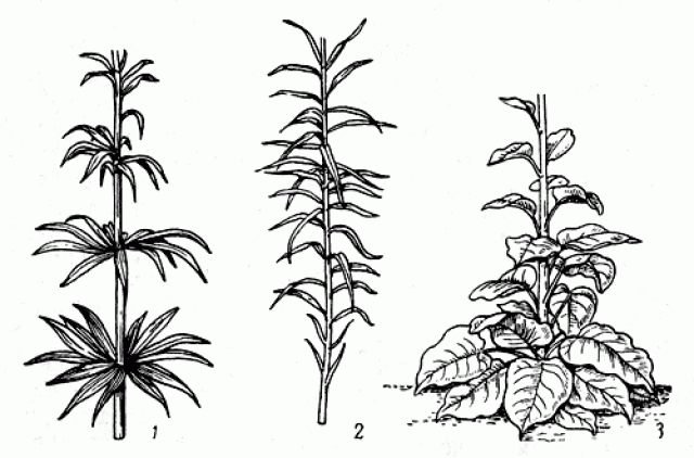 Molluginaceae - Wikipedia