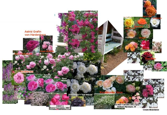 Схема посадки роз на клумбе прямоугольной формы фото