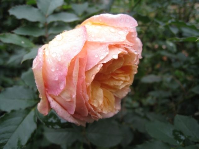 Роза шраб эмильен гийо фото и описание