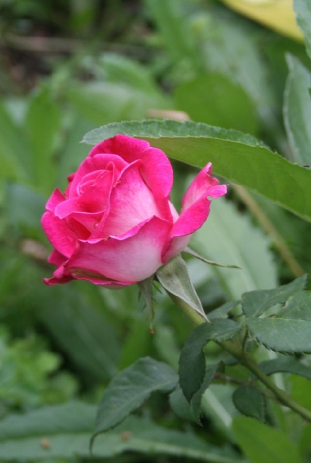 Фото розы верди