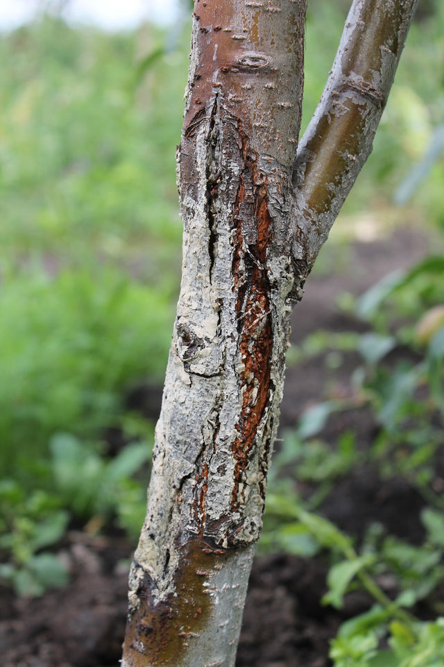 Повреждения коры плодовых деревьев и их лечение с фото