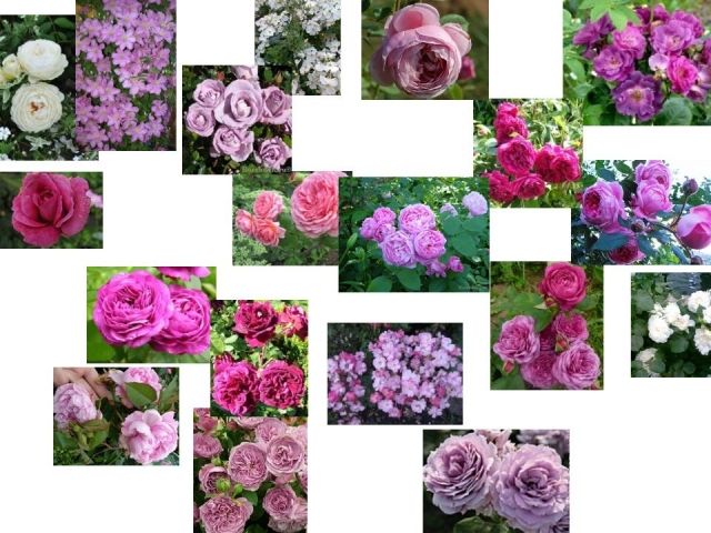 One of the best: Rose 'Easy Going'