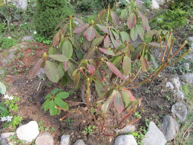 Хлороз листьев рододендрона фото и их лечение