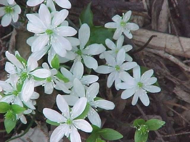 Hepatica Americana