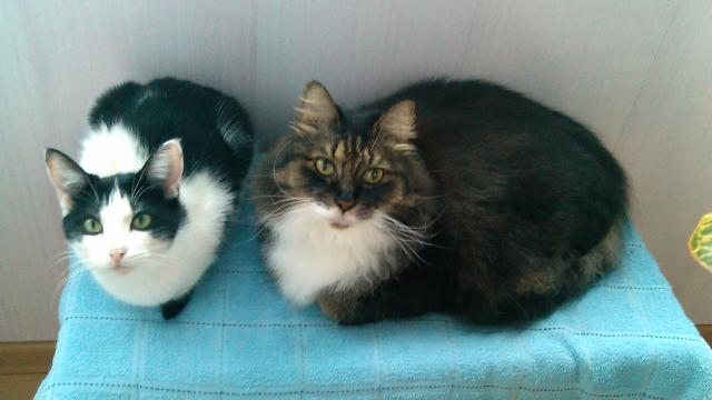 IMG 27 06 2016 065152