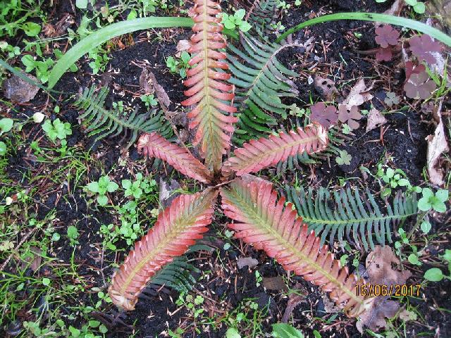blechnum nipponicum