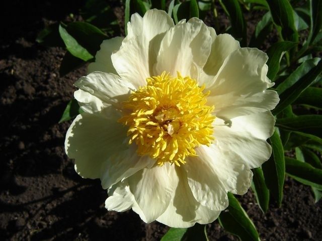 Claire de Lune 1