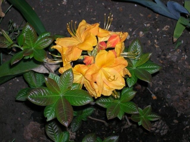 DSCN5142