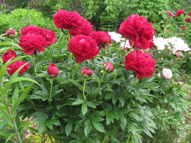 Изображение 024