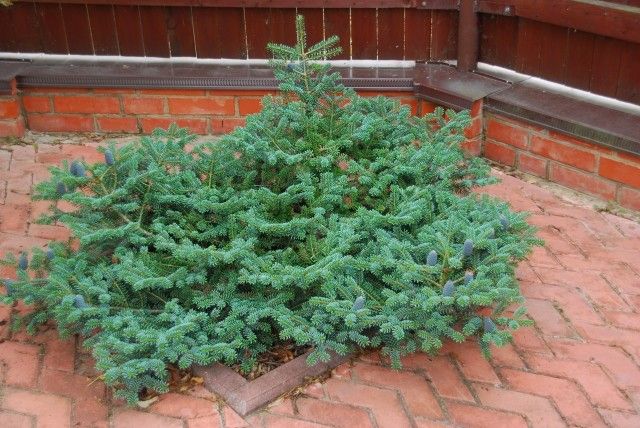 Abies koreana Blue Emperor