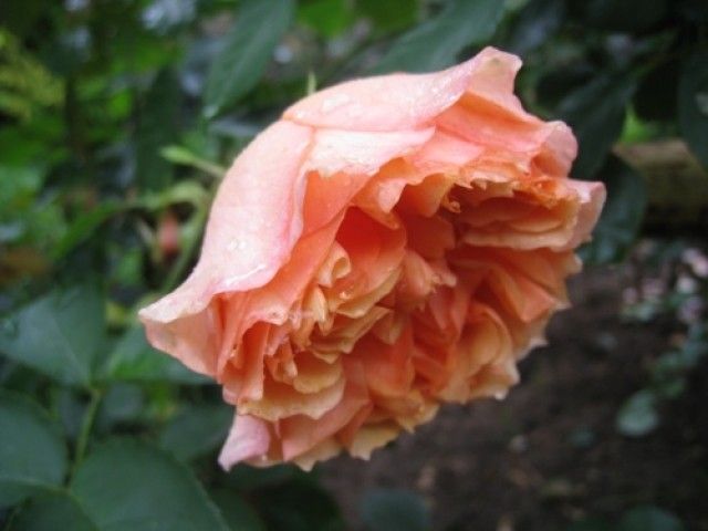 Froufroutante Jackie  5