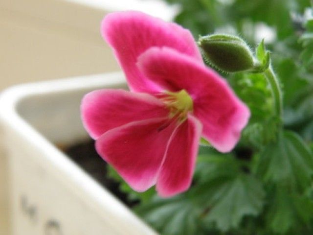 var www storage1 temp 12 99 16 OnQ2TUNmpA