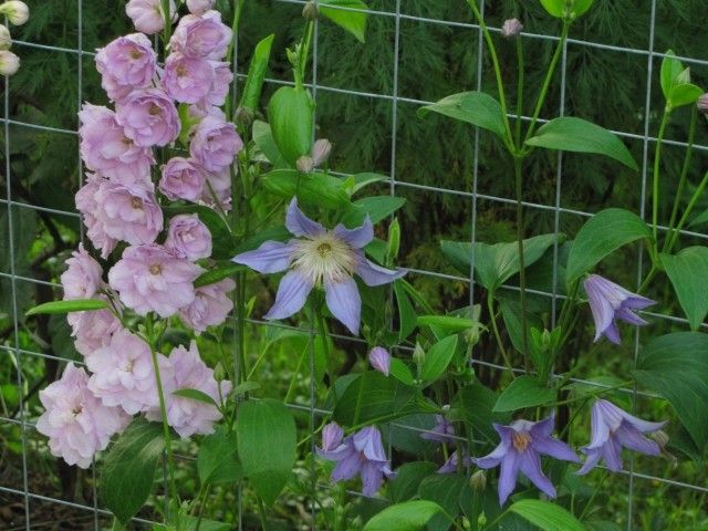 дельф и BLUE RIVER