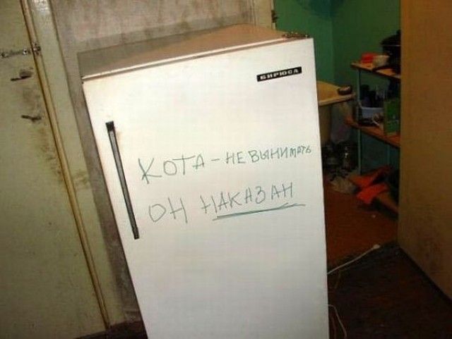 кот