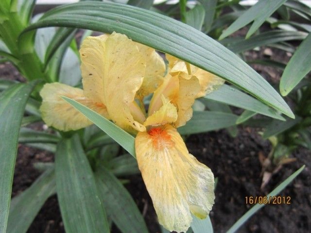 ирис Дюймовочка