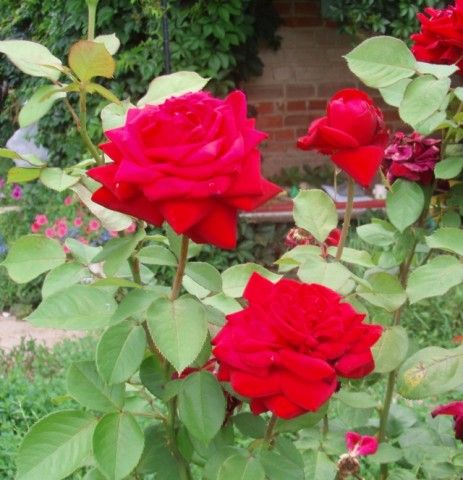 неизв старушка крупно