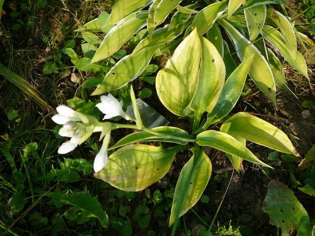 P1300453