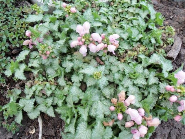 Изображение 056