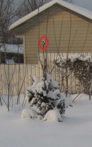 Купрессина