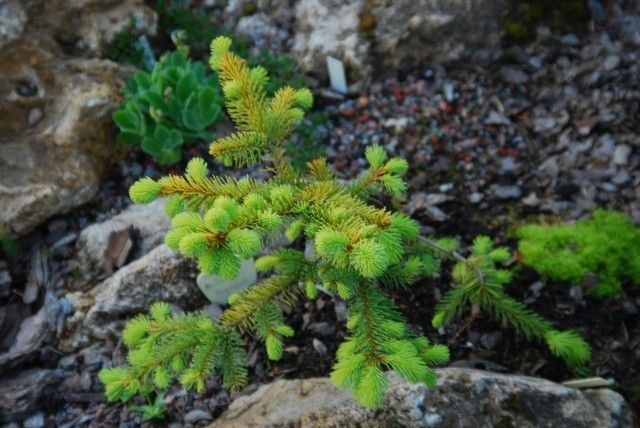 Picea abies Aurea Magnifica
